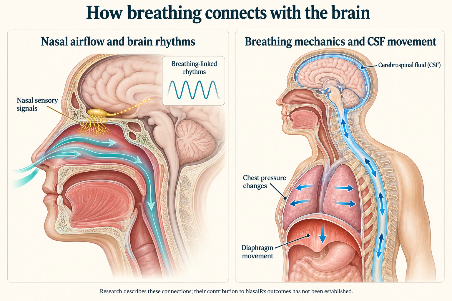 Nasal sensory signals and brain rhythms alongside diaphragm, chest pressure and cerebrospinal fluid movement.